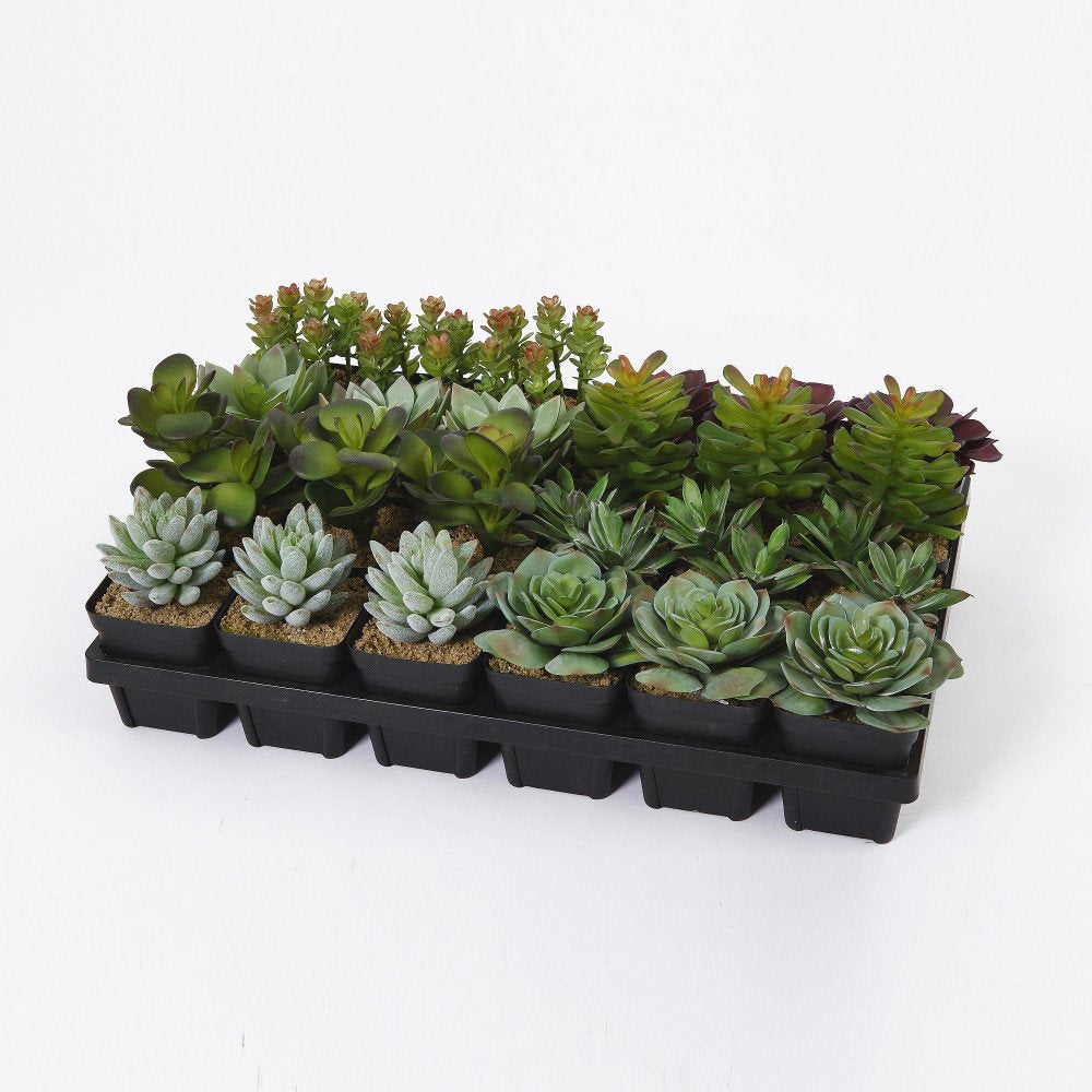 5in H Succulent 8 Assorted each sold separately