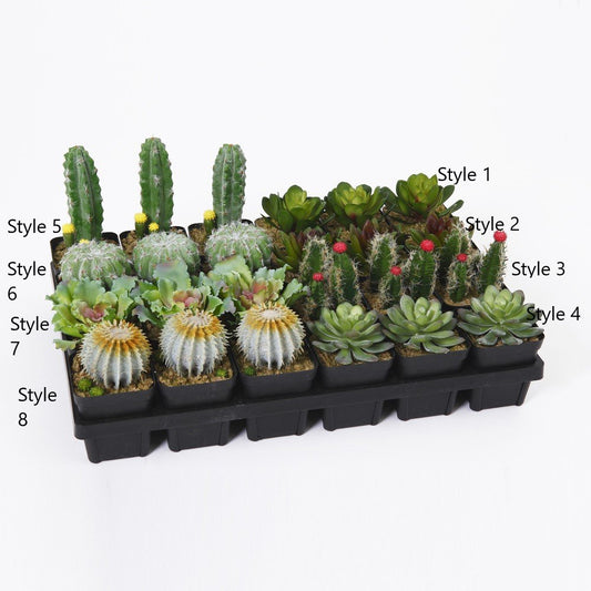 5in H Cactus Succulent 8 Assorted each sold separately