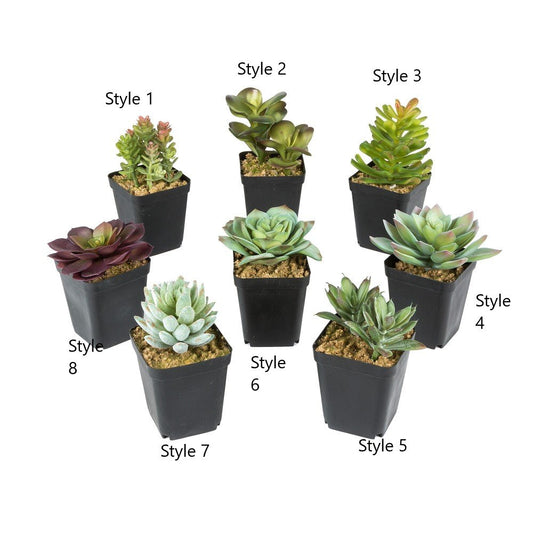 5in H Succulent 8 Assorted each sold separately