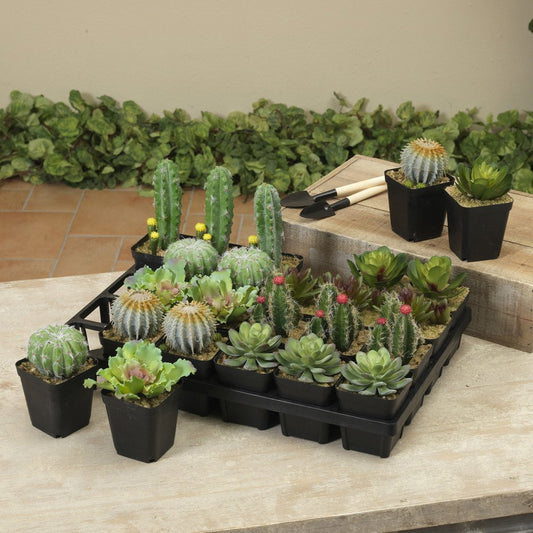 5in H Cactus Succulent 8 Assorted each sold separately
