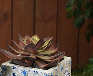 BURGUNDY 7-INCH LONG ARTIFICIAL SUCCULENT PICK