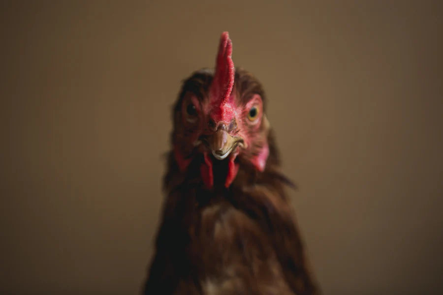 Chicken Poop Lip Junk Lip Balm